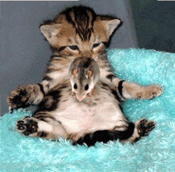 bonjour vous m'oblier